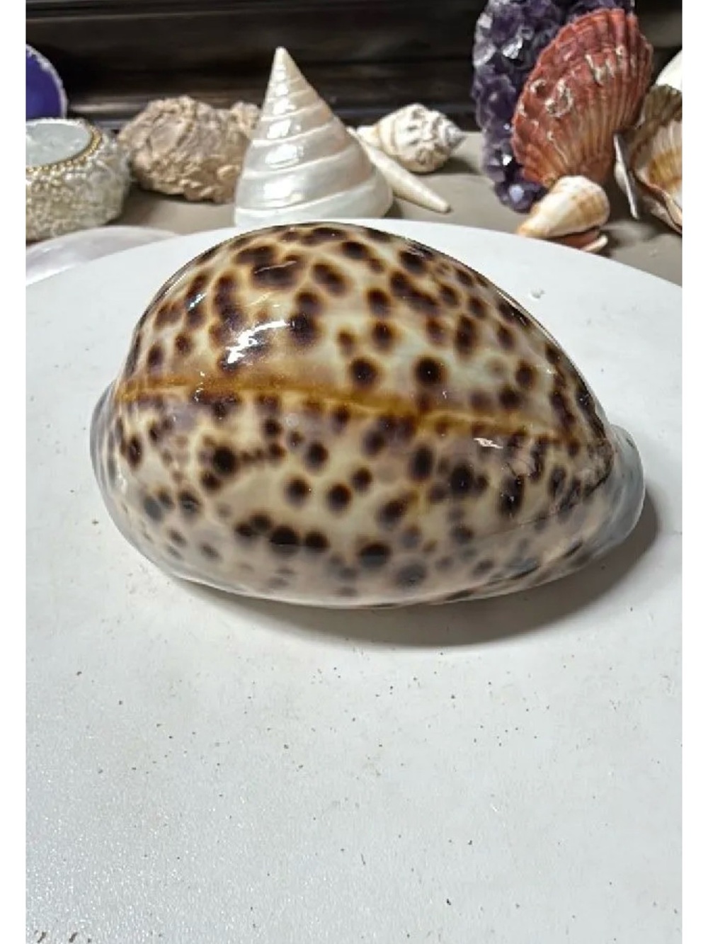 Tiger Cowrie-origin unknown
